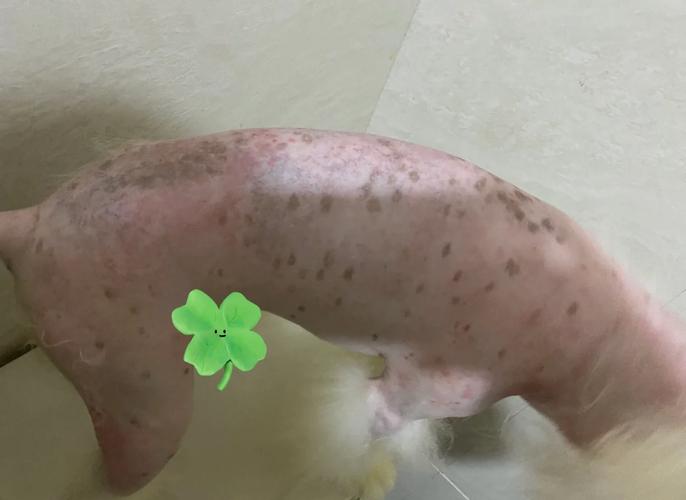 视频：狗狗身上掉毛秃了一块怎么治疗呢？