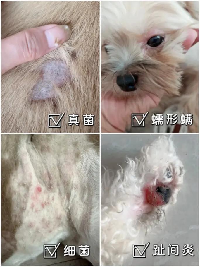 视频：狗狗身上秃了一块还发红是怎么回事？