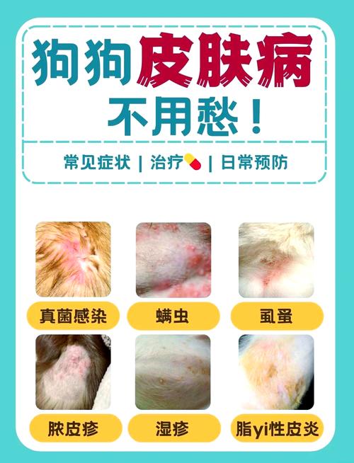 视频：狗狗身上起红疙瘩用什么药？