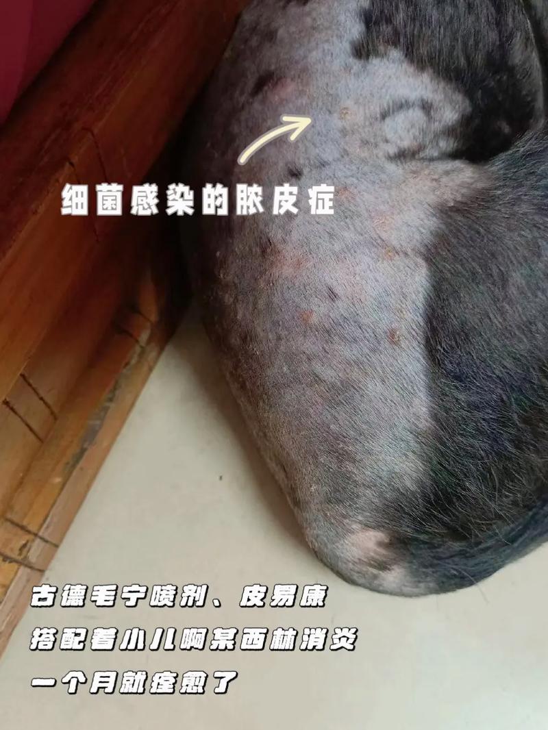 视频：狗狗身上长小脓疱是怎么了呢？