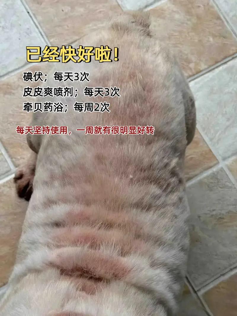 视频：狗狗身上长红疙瘩是怎么造成的？
