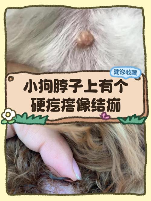 视频：狗狗长像结痂一样的小疙瘩是怎么回事？