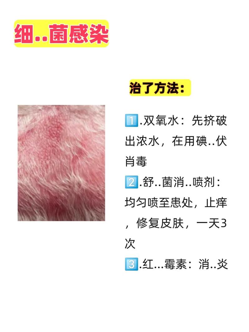 视频：狗狗长癣该怎么治疗？