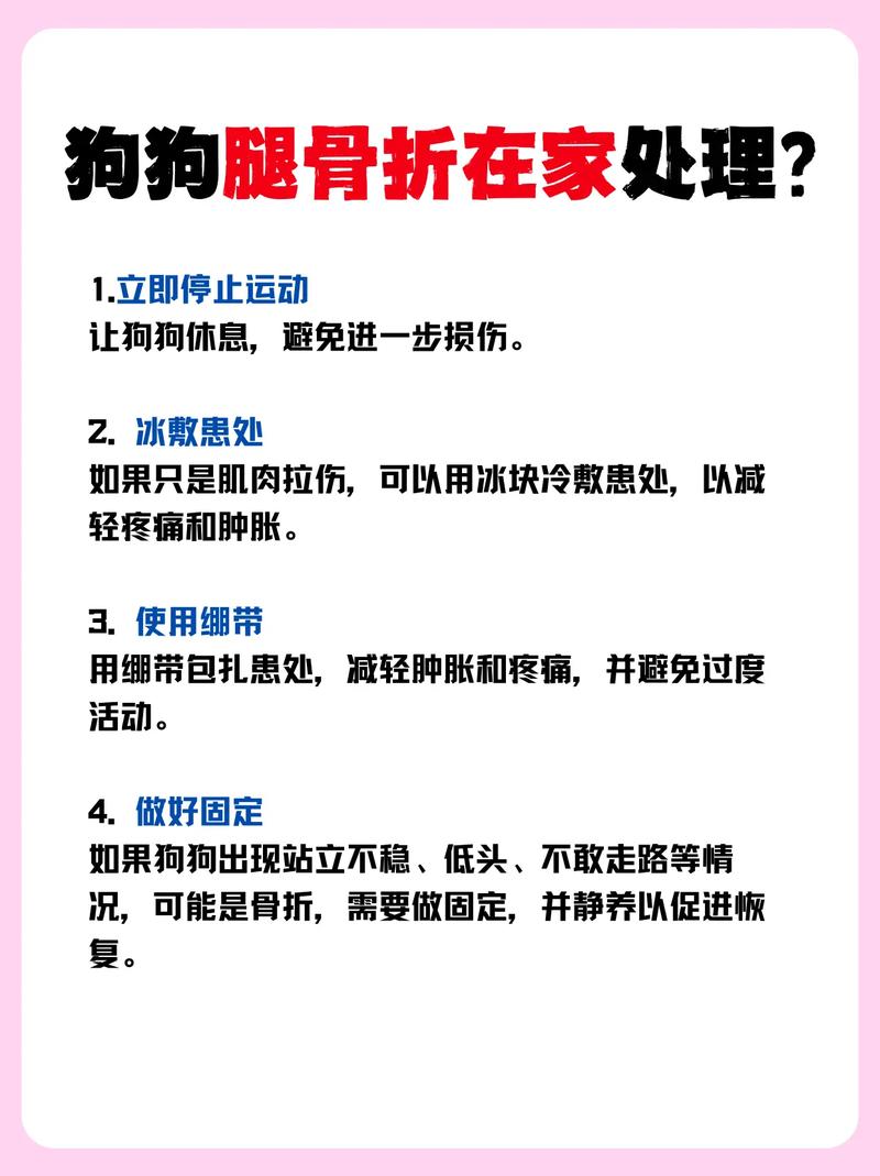 视频：狗狗骨折后多久脚可以着地？