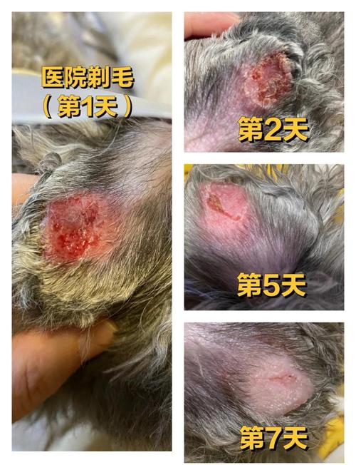 视频：碘伏可以治疗狗狗皮肤病吗？