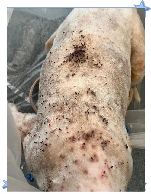 视频：蜱虫咬狗狗后的症状有哪些？
