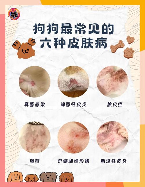 视频：边牧狗狗得了皮肤病怎么办？