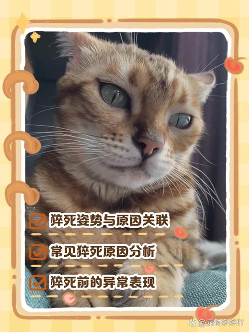 视频：猫咪突然猝死是什么原因呢？