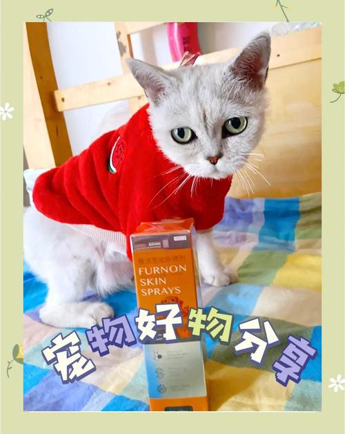 视频：猫咪身上有红色斑块是什么皮肤病呢？