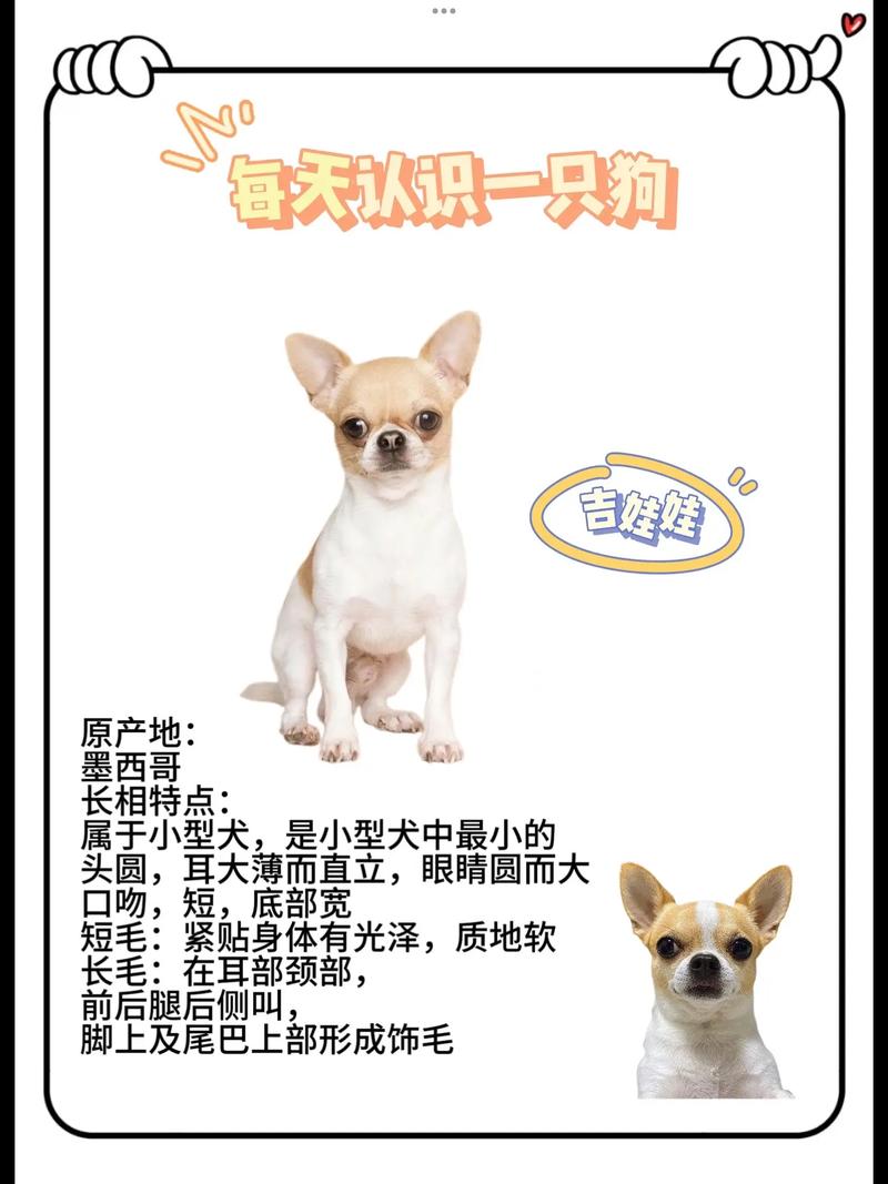 让吉娃娃犬不再害怕外出和陌生环境的训练技巧