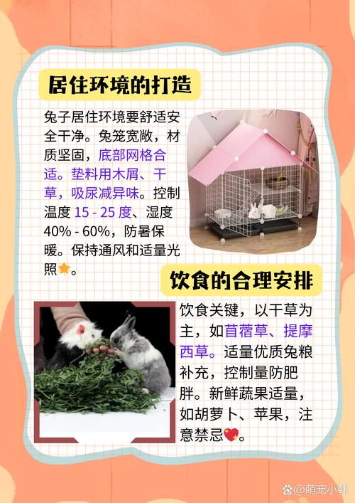 通过观察宠物兔的肢体语言了解它的需求