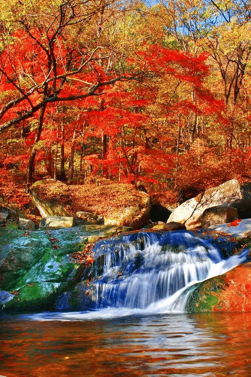 那个旅游景点有枫林(哪里枫叶林景点最美)