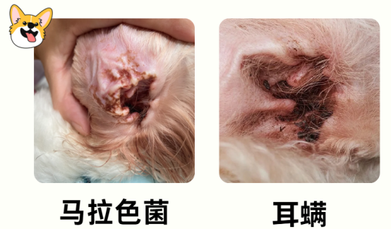 狗狗耳朵里有黑色的脏东西？别慌！一文带你读懂背后真相