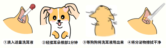 狗狗耳朵里有黑色的脏东西？别慌！一文带你读懂背后真相