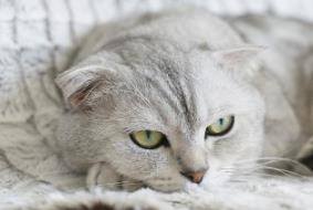 猫咪干呕时的3做3不做！家庭处理避坑指南