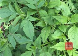 炒孟菜的做法图解2