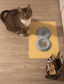 主人给猫咪喂食时，给的空碗看猫咪反应，猫咪四处找猫粮