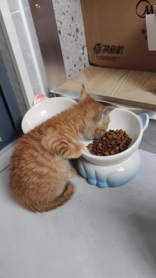 主人给猫咪喂食时，给的空碗看猫咪反应，猫咪四处找猫粮
