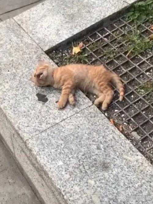 河边饿猫被救，城市流浪动物困境