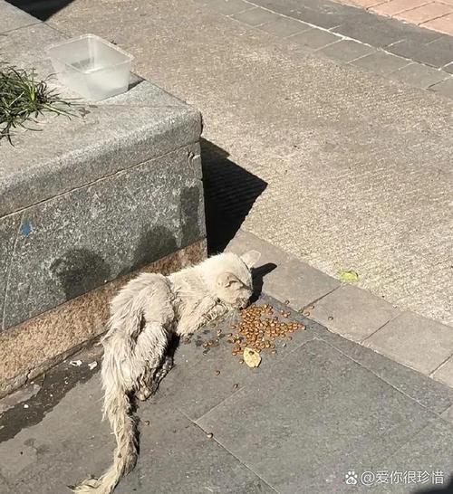 河边饿猫被救，城市流浪动物困境