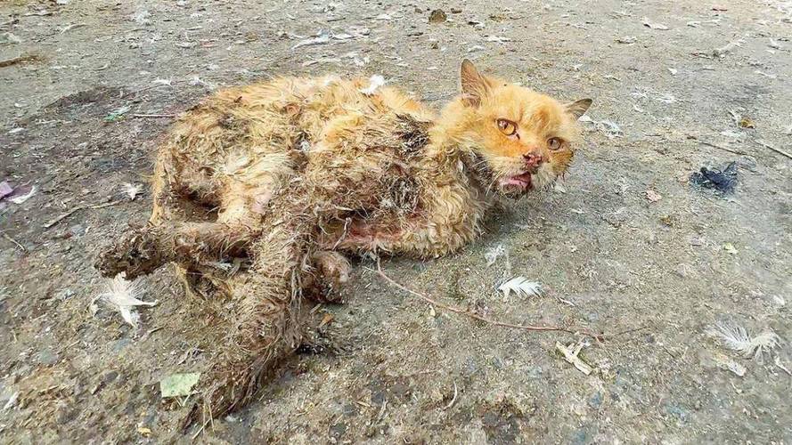 河边饿猫被救，城市流浪动物困境