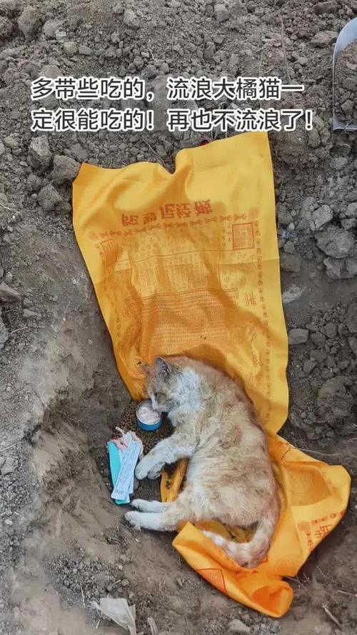 流浪橘猫趴男子怀里不走，被扔下去又跳上来