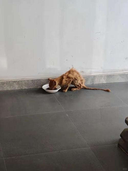 流浪橘猫趴男子怀里不走，被扔下去又跳上来