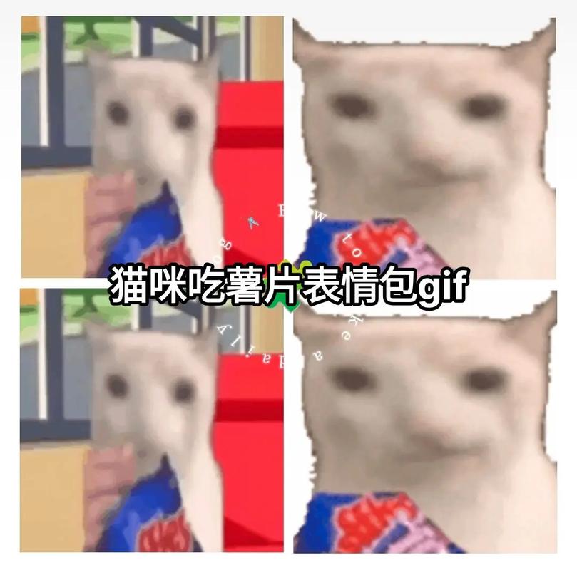 猫咪想吃薯片，急得给主人作揖。猫咪：人，求赐薯片