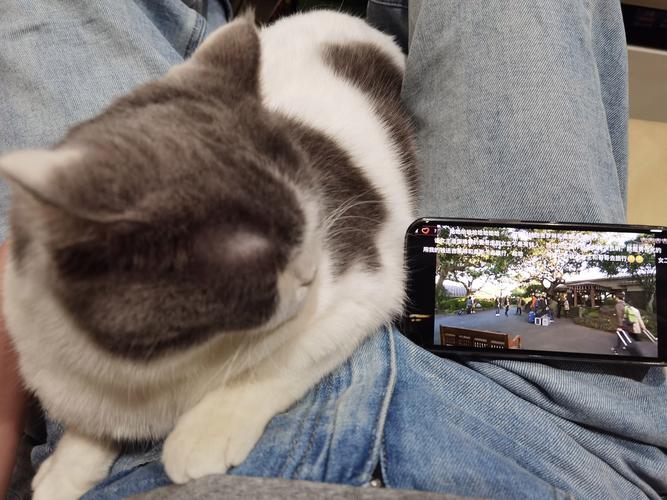 猫咪靠着支架睡，小哥拿毛巾给它盖，网友：醒醒，等着扫码付款呢