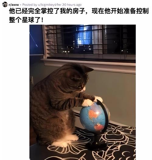 猫咪靠着支架睡，小哥拿毛巾给它盖，网友：醒醒，等着扫码付款呢