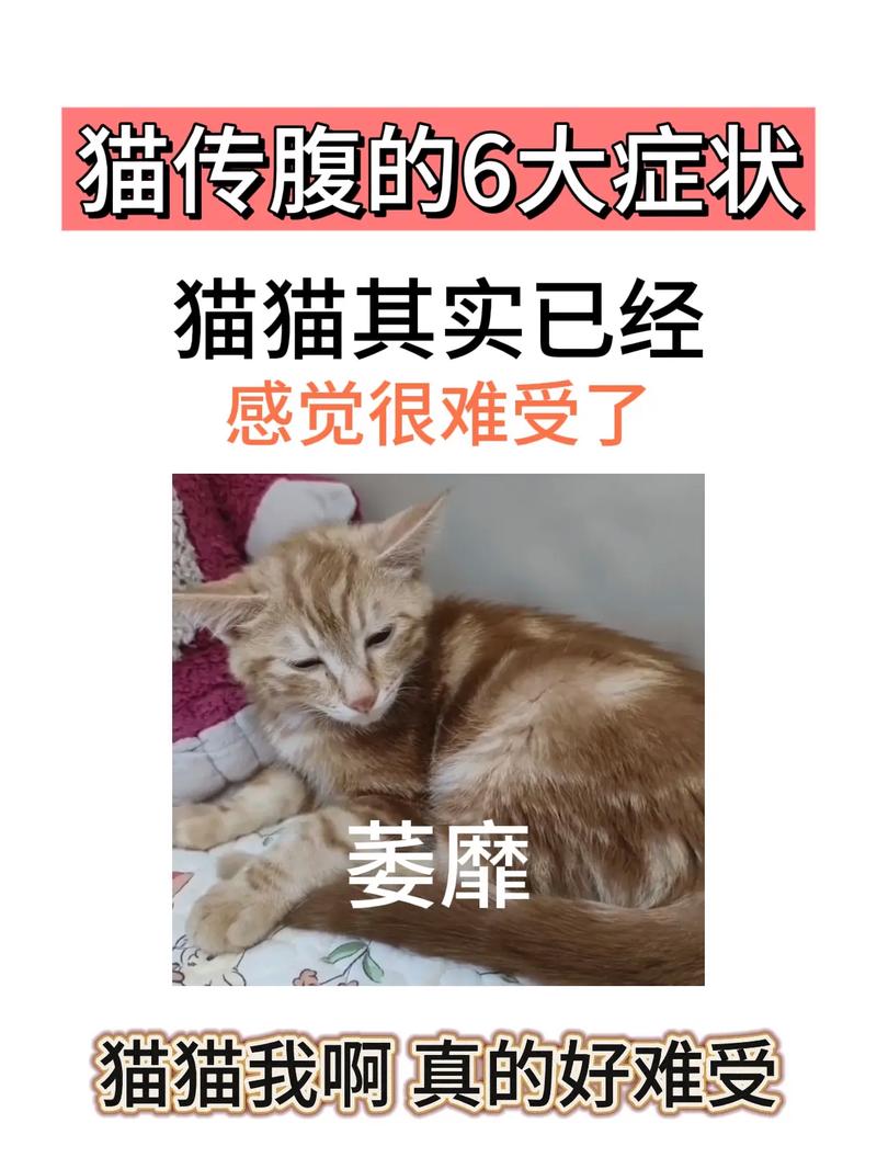 视频：不出门的猫咪也会得猫传腹吗？