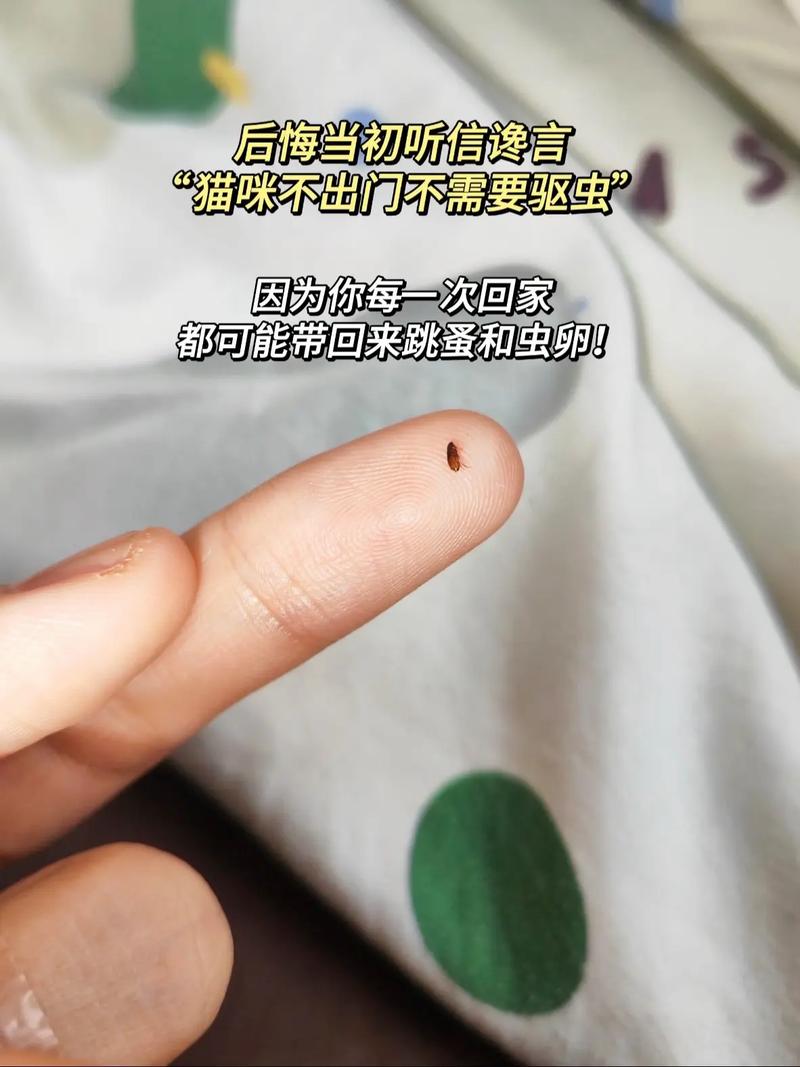 视频：6个月的猫咪多久驱一次虫？
