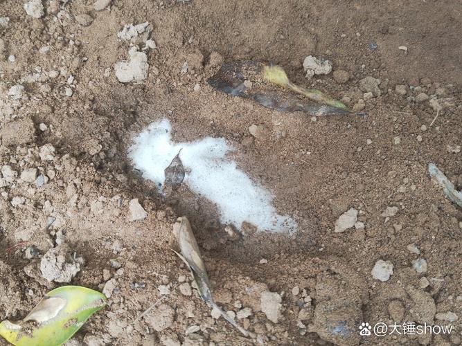 视频：为什么猫咪会尿白沫？