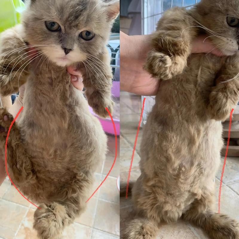 视频：不出门的猫咪也会得猫传腹吗？