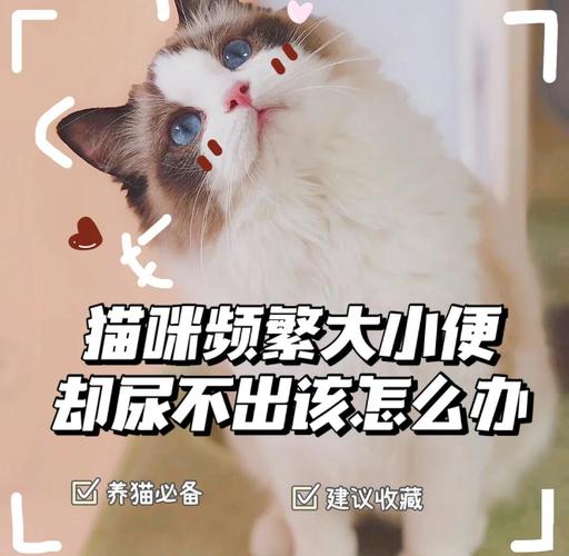 视频：刚到家的猫咪一直没上厕所是怎么了呢？