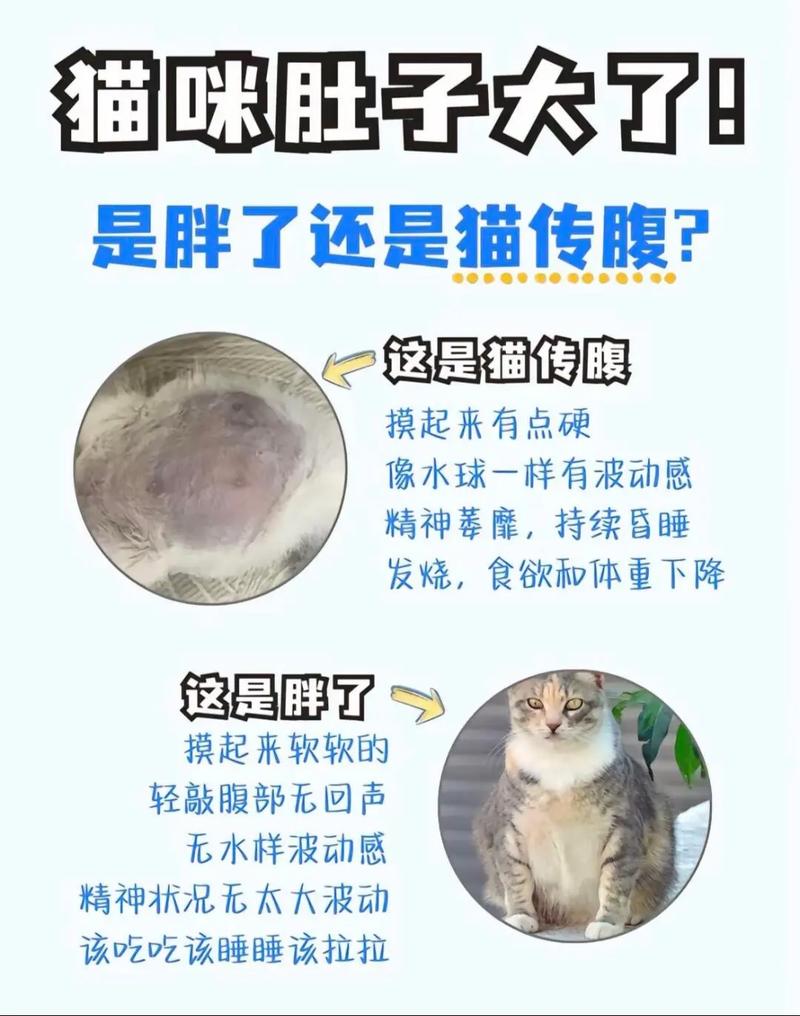 视频：不出门的猫咪也会得猫传腹吗？