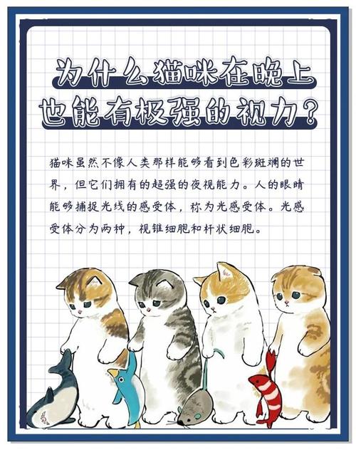 视频：为什么不能跟猫咪对视？