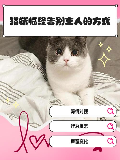 视频：与猫咪分开后多久会忘记主人呢？
