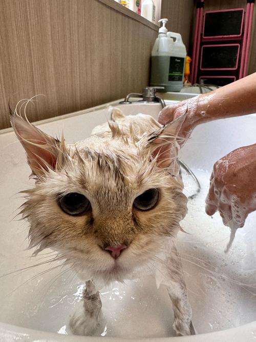 视频：在家给猫咪洗澡有什么好处？