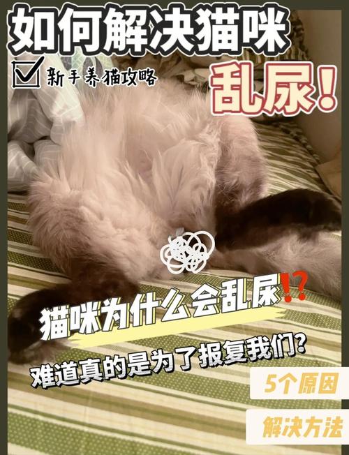 视频：为什么猫咪会尿白沫？