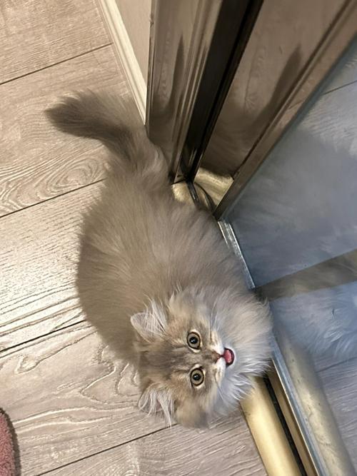 视频：刚到家的猫咪一直没上厕所是怎么了呢？