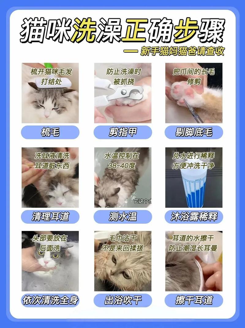 视频：宠物店给猫咪洗澡要多长时间？