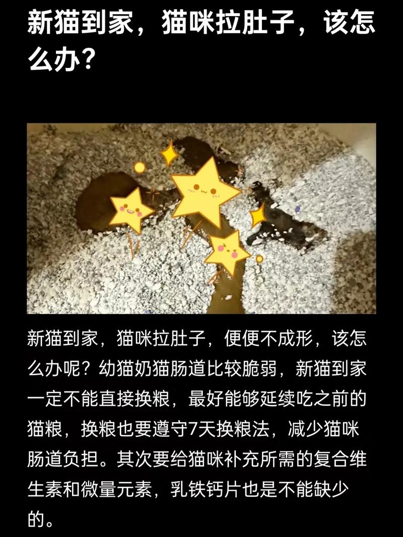 视频：刚到家的猫咪一直没上厕所是怎么了呢？