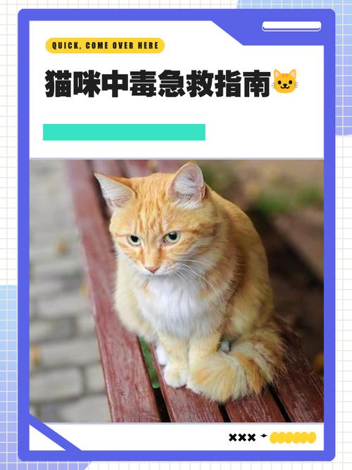 视频：哪些食物会使猫咪中毒？