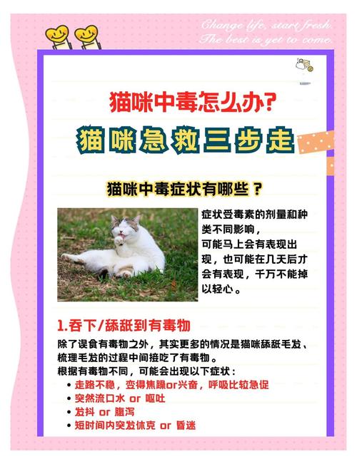 视频：哪些食物会使猫咪中毒？
