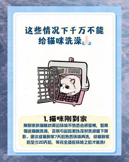 视频：在家给猫咪洗澡有什么好处？