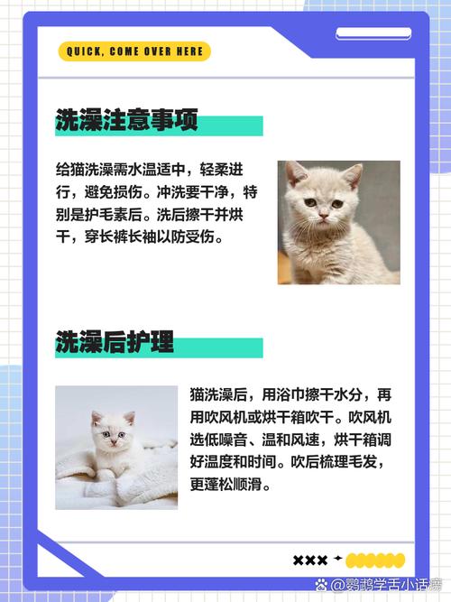 视频：在家给猫咪洗澡有什么好处？
