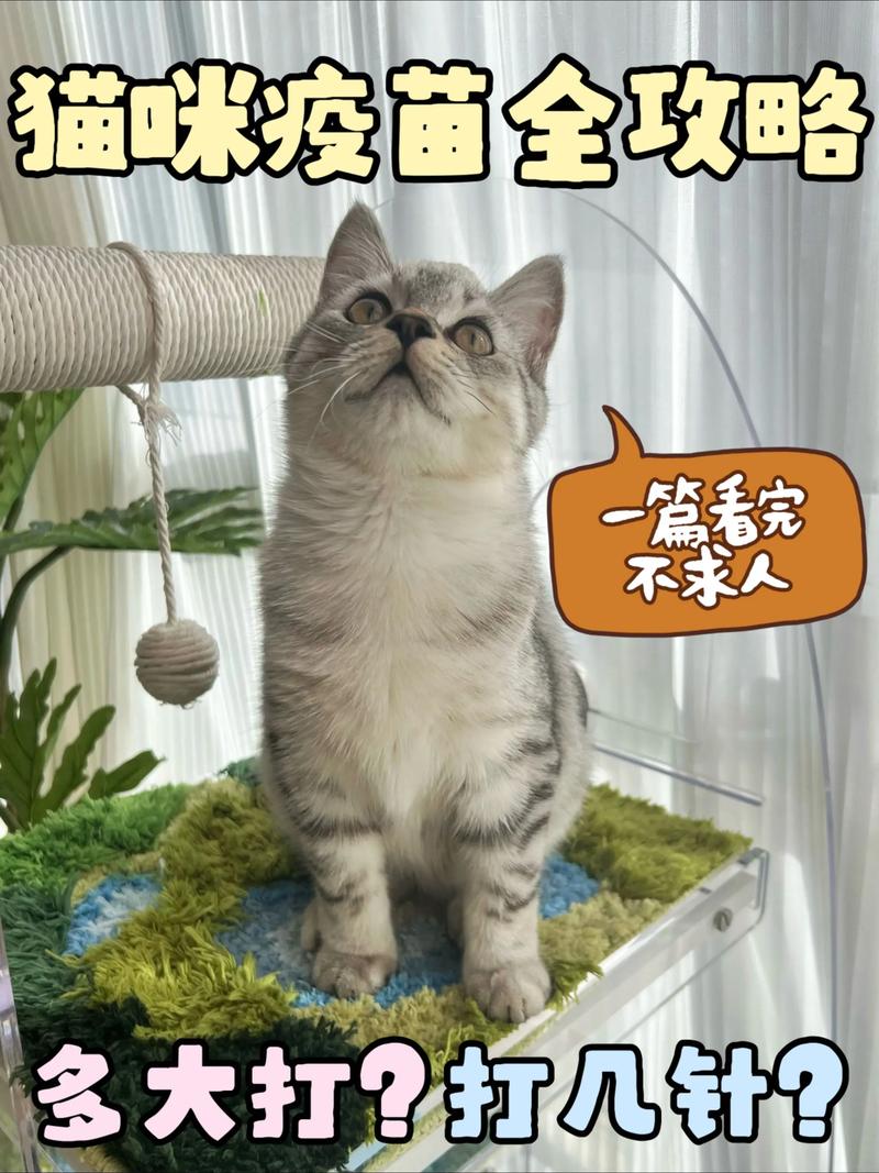 视频：成年猫咪多久打一次疫苗？