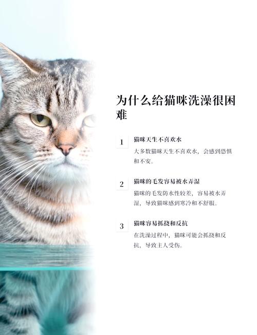 视频：宠物店给猫咪洗澡要多长时间？