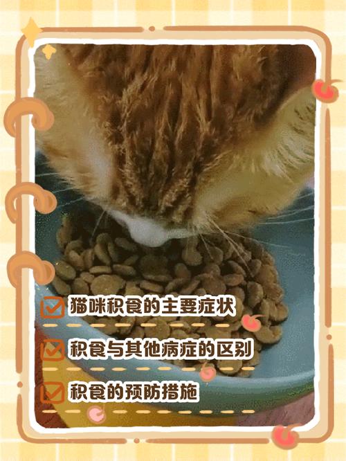 视频：如何判断猫咪是否积食呢？